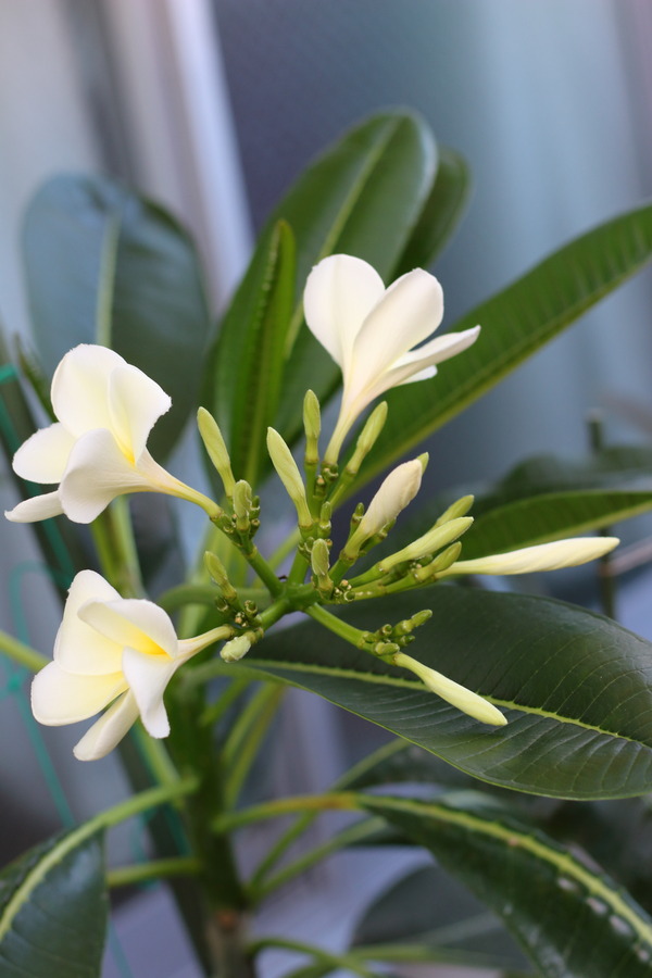 プルメリアシンガポールホワイトの花