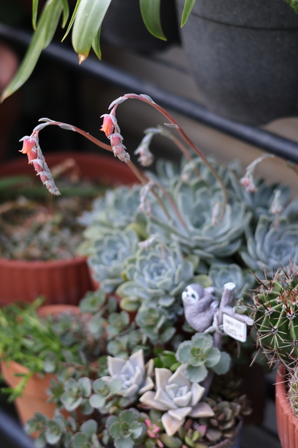 エケベリア・メアリーベルの花と開花時の株姿