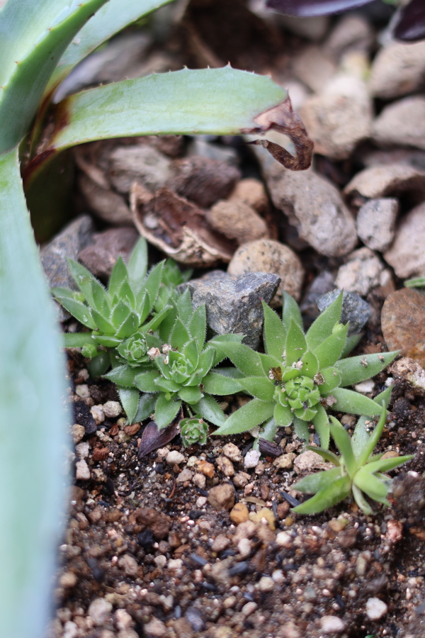 地面に植えているセンペルビウムジョビバルバ