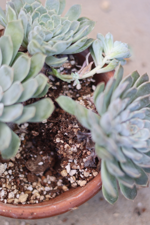 多肉植物の植え替え