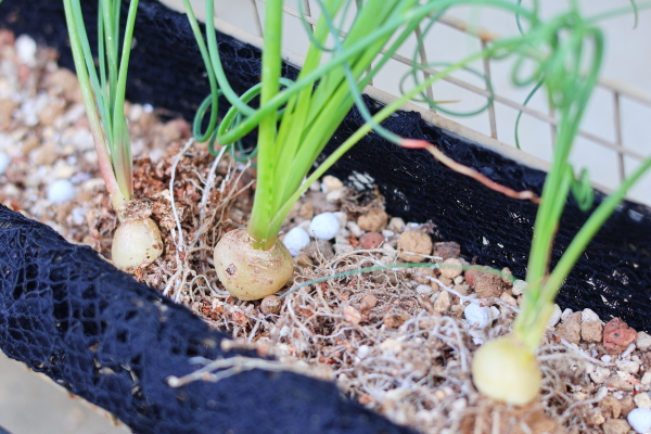 アルブカスピラリスと多肉植物の寄せ植え