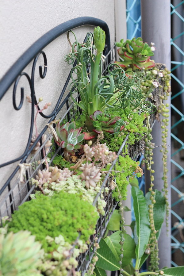 多肉植物の寄せ植えアイデア