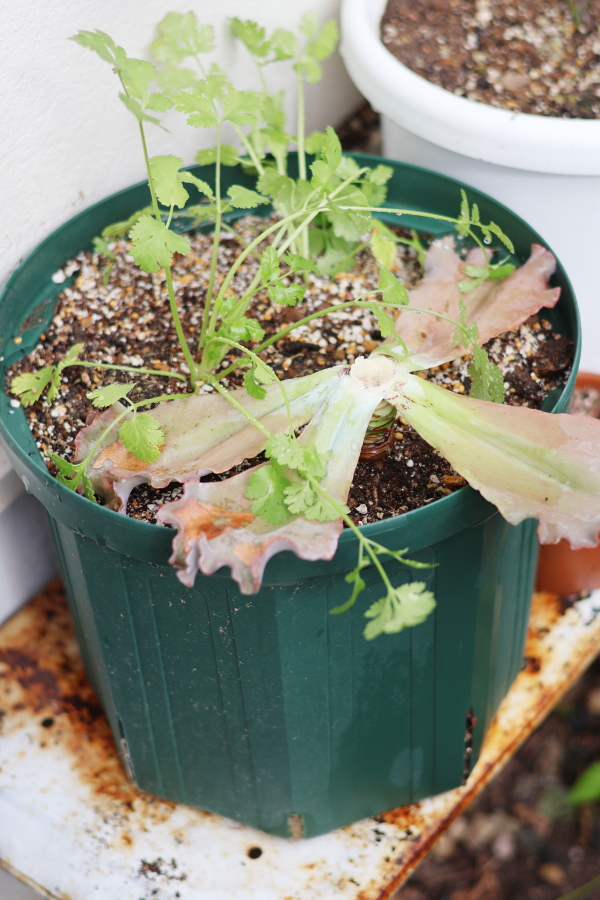 高砂の翁の胴切りと寄せ植え