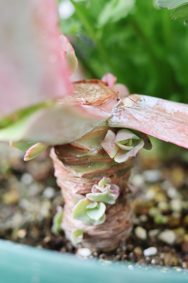 爪楊枝で穴を開けた高砂の翁の茎