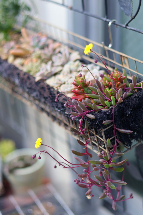 多肉植物の寄せ植え