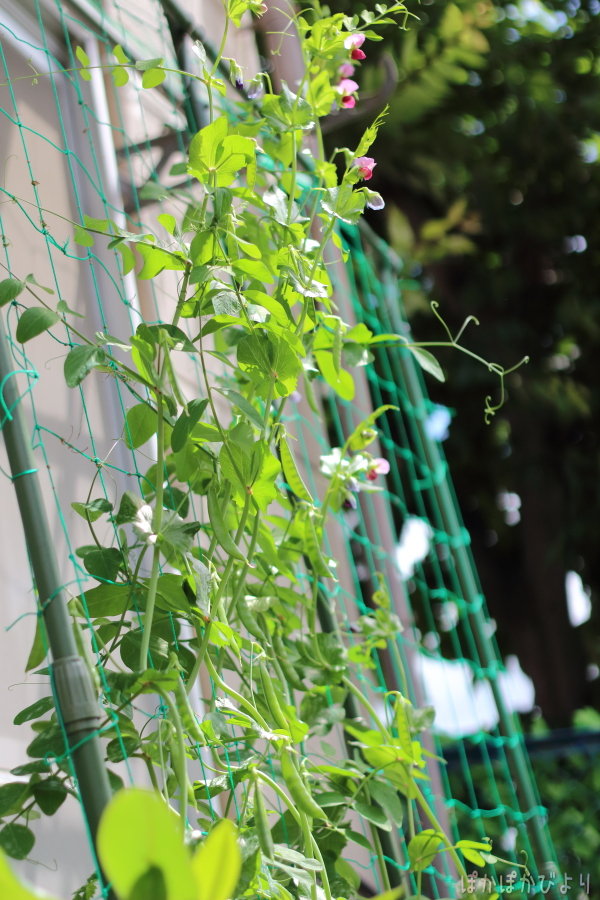 コスパの良い家庭菜園