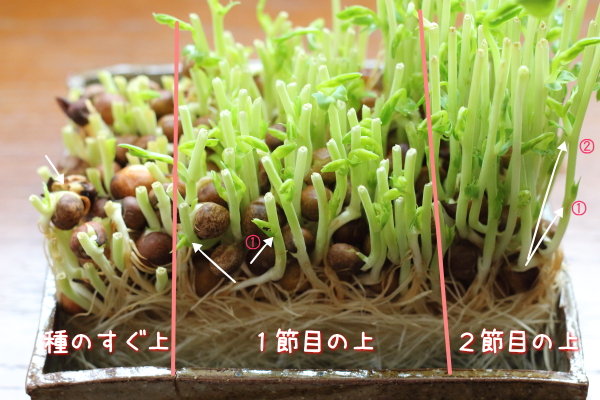 豆苗をどこでカットすると早く育つかの実験