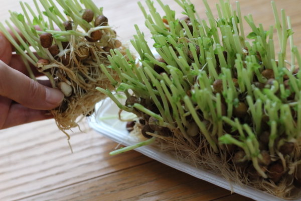 豆苗を土に植える時はカットして小分けするのがおすすめ