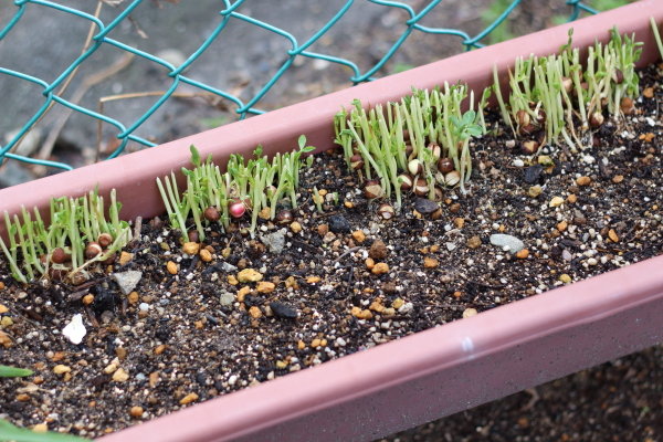 豆苗をカットしてプランターに植える