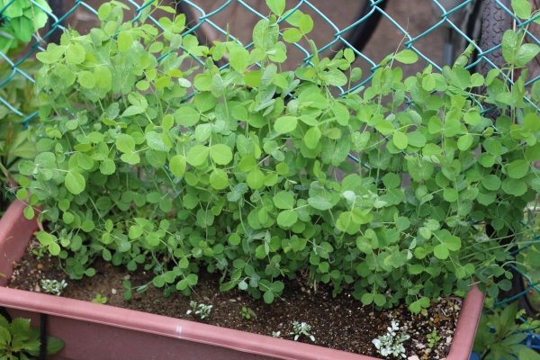 豆苗の、桜が咲く季節の育ち具合