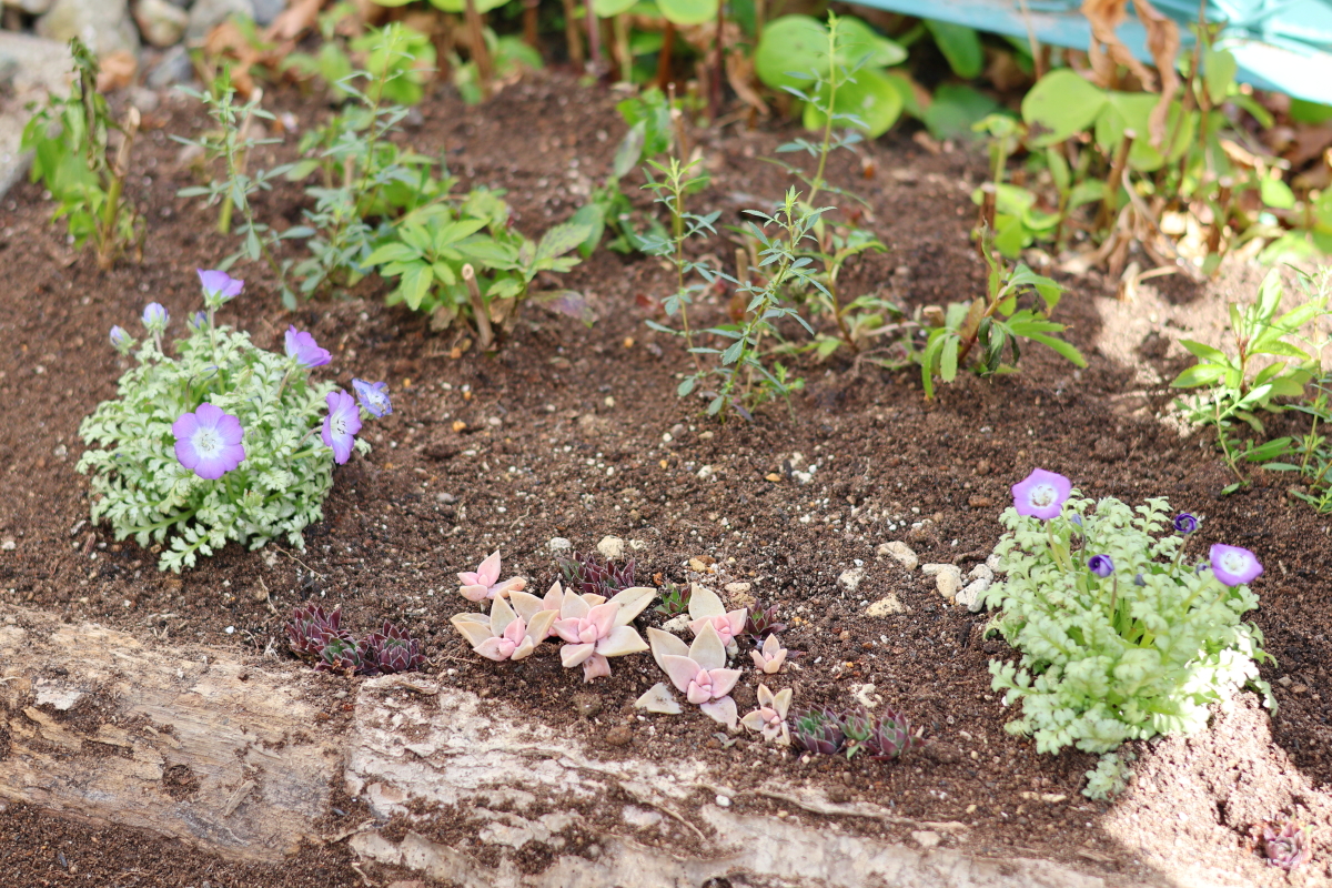 センペルビウム　レモンスカイ センペルビウム レモンスカイ センペルビウム：キーライムキス 3号