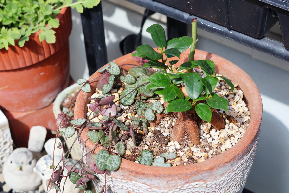 アボカドが枝だけになったので観葉植物と寄せ植えした記録