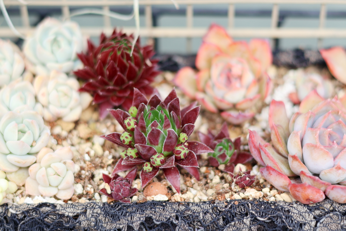 送料無料！ センペルビウム72種セット【s010】 (ジョビバルバ7種、当園育種4種、斑入品種2種入り) 】※連絡、発送対応は７日以降になります センペルビウム ジョビバルバ ライムグリーン多肉植物 2.5号鉢