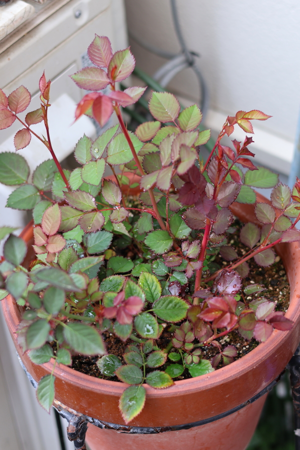鉢植えで育てるミニバラ