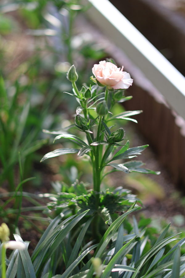 ラナンキュラスラックスアリアドネの花