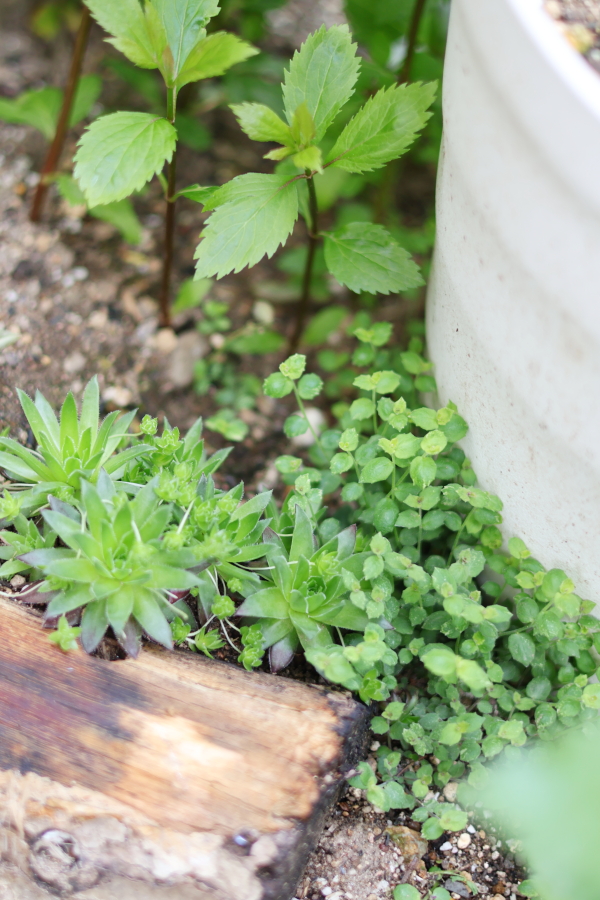 多肉植物の奥にプラティア