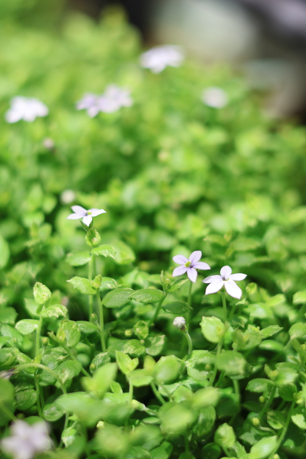 プラティアスターラベンダーの花