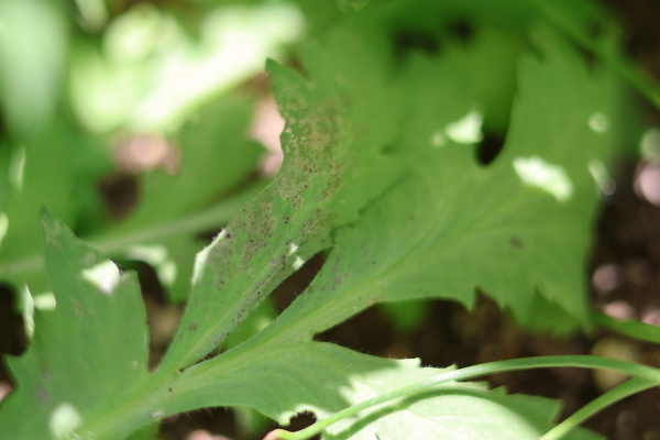 アメージンググレイの虫害