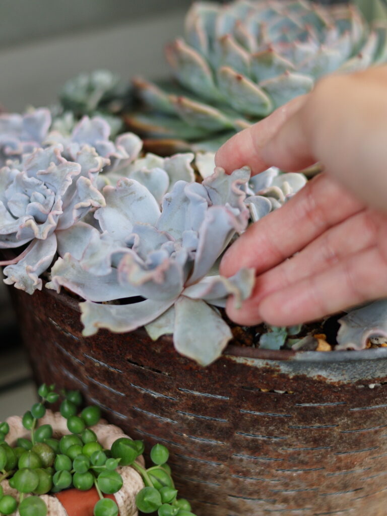 葉挿しで大きく育てる多肉植物