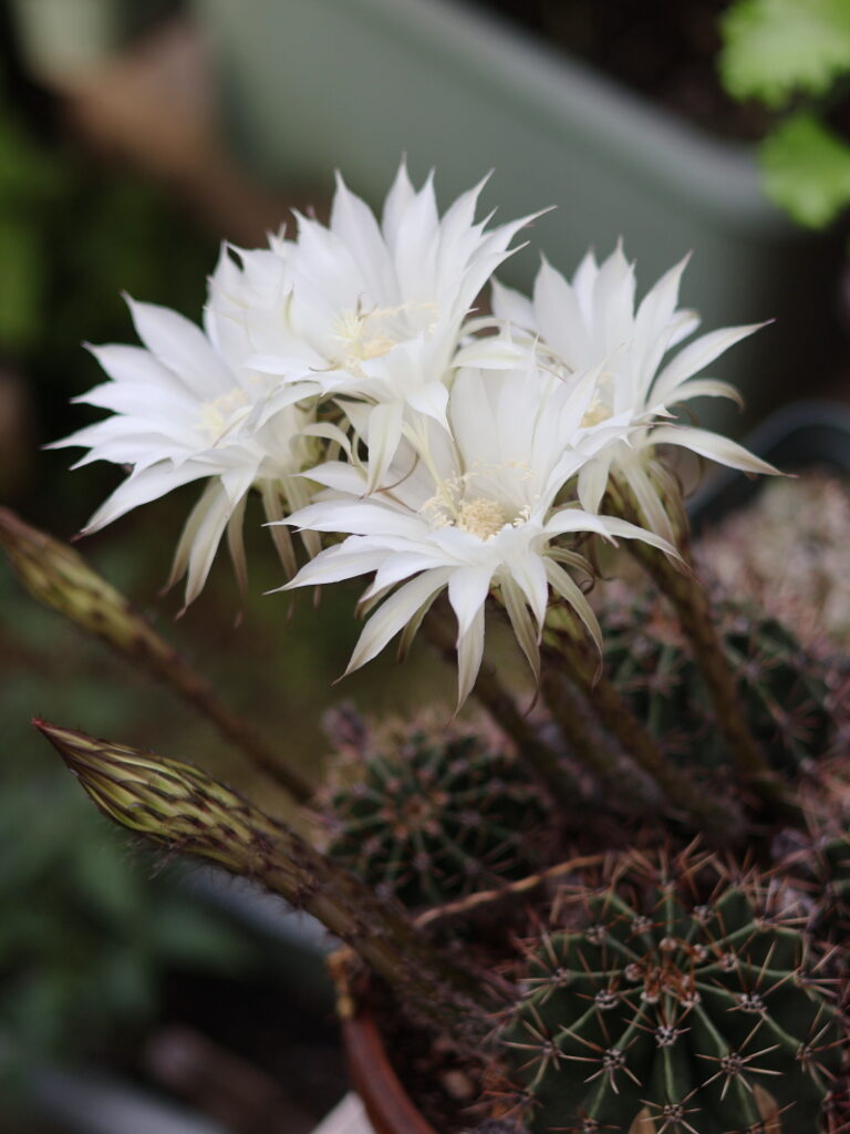 旺盛丸の花がたくさん咲く