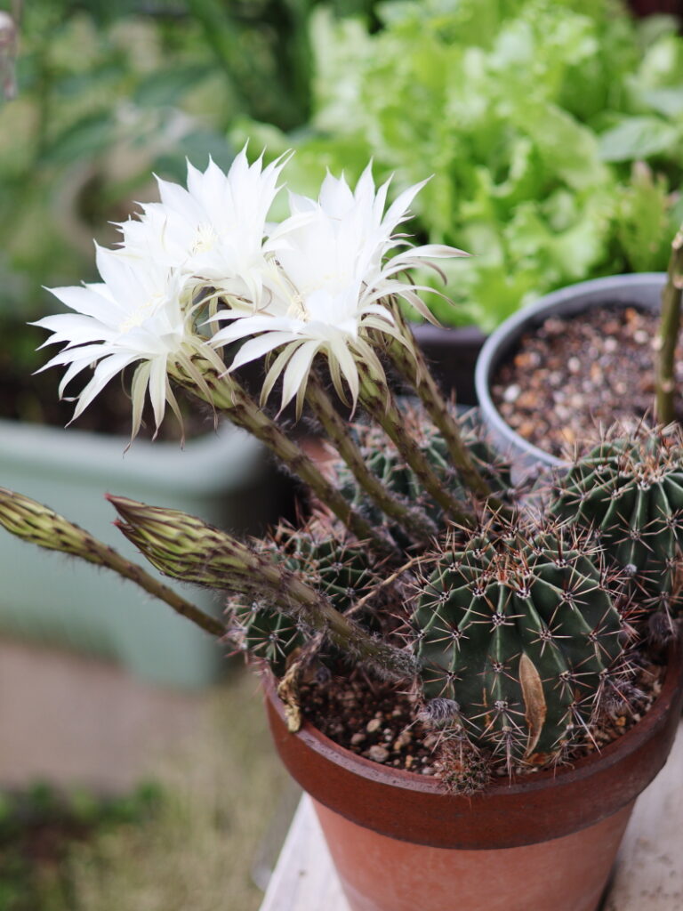 エキノプシスの花
