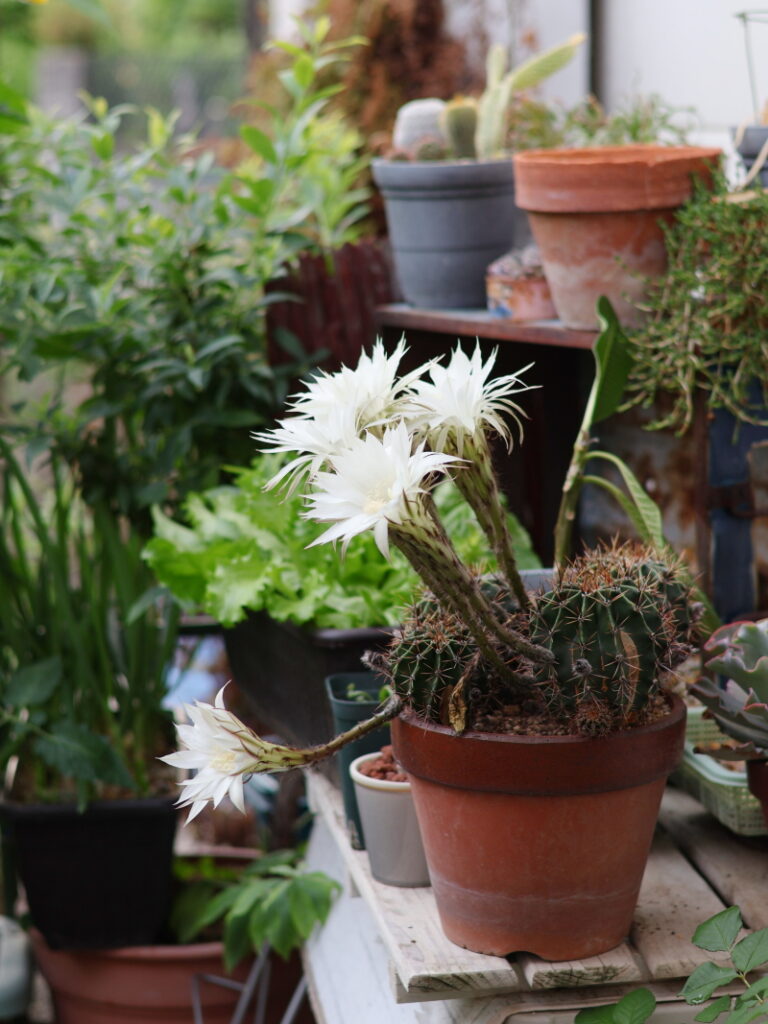 サボテンの花