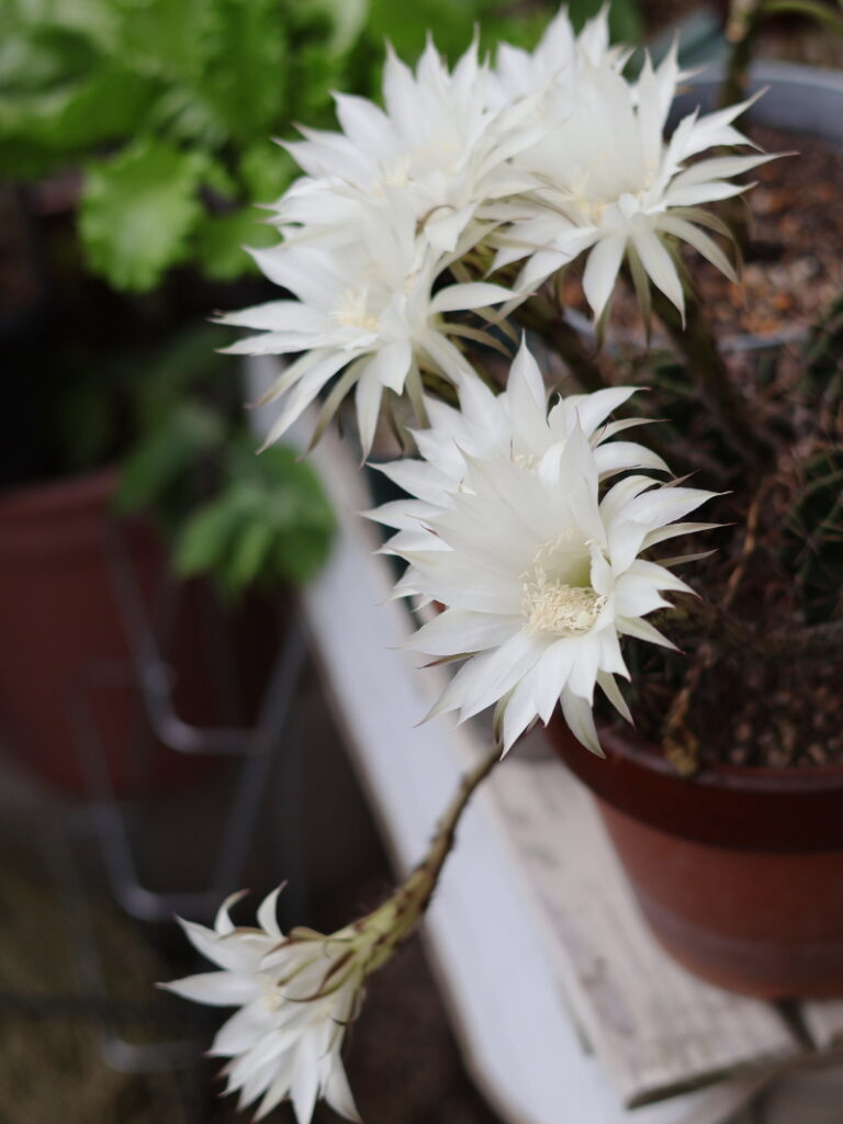 サボテンの花