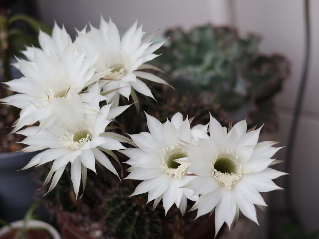 サボテンの花