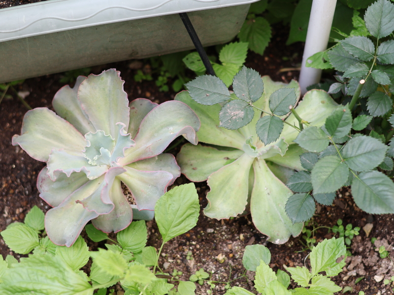 高砂の翁|地植えと鉢植え実験