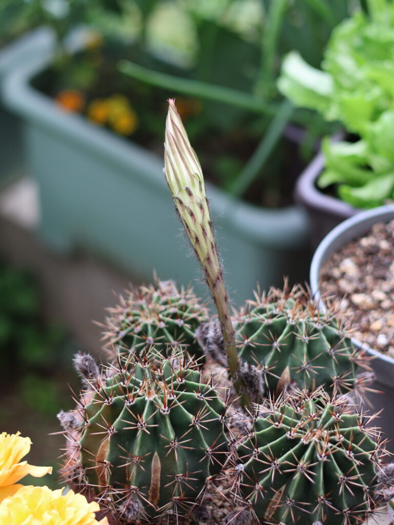サボテンの花が開く日