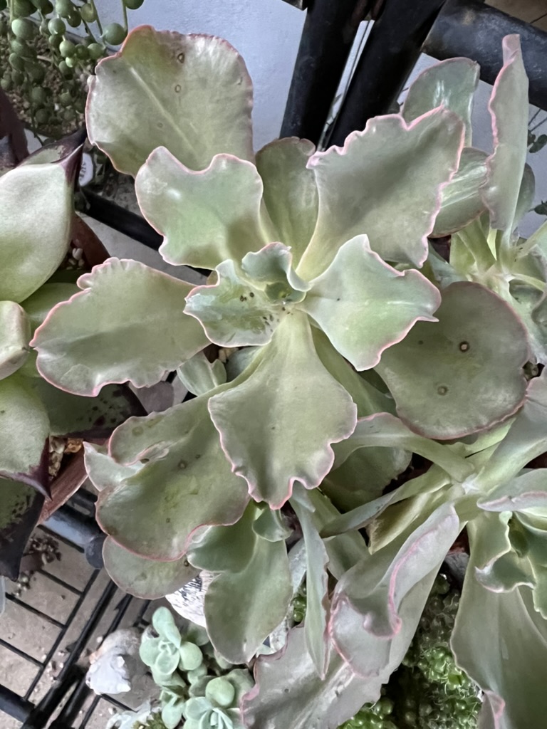 多肉植物「高砂の翁」の葉に現れた複数の茶色い斑点。夏の強い日差しによる葉焼けや、黒点病などの病気が考えられる状態。