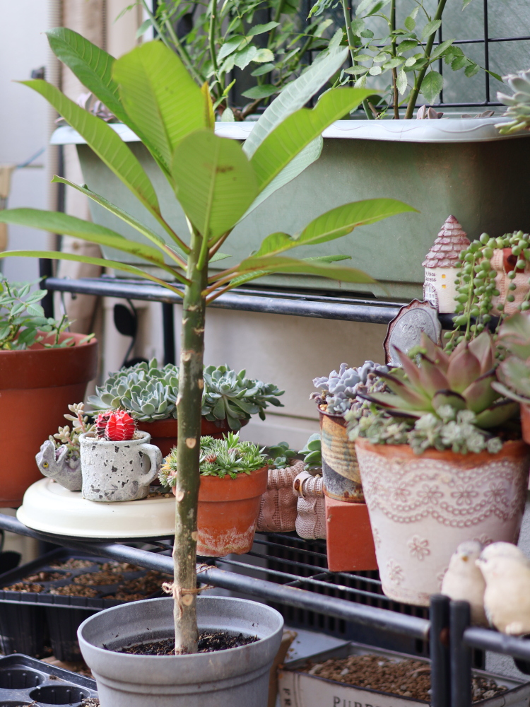 プルメリアの鉢植え