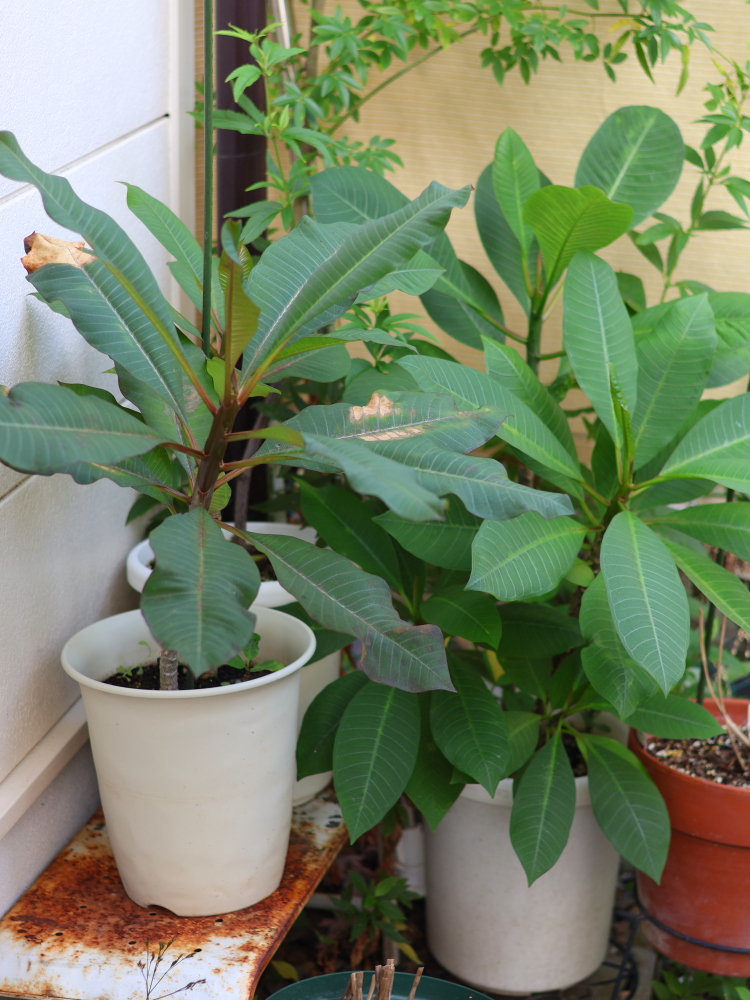 鉢に植えているプルメリア、葉焼けや炭疽病にかかっている葉