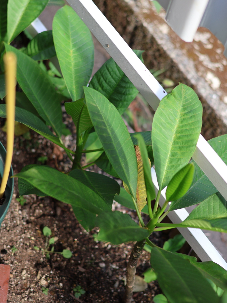 地植えで育てているプルメリアの様子