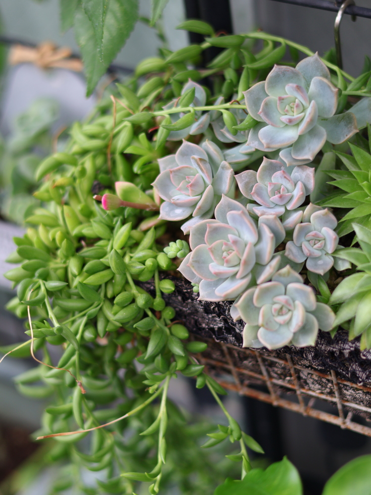 多肉植物（グリーンネックレスと白牡丹）の寄せ植え