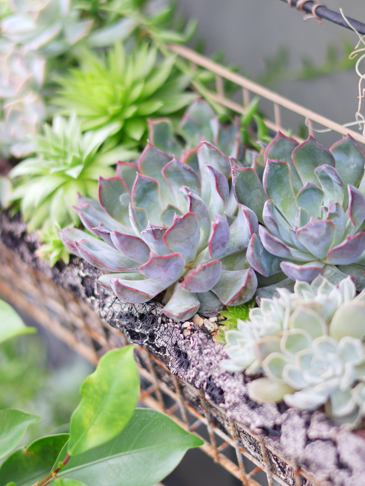 アイアンラックに寄せ植えした多肉植物（エケベリアダークアイスとメアリーベルやセンベルビウムジョビバルバ）