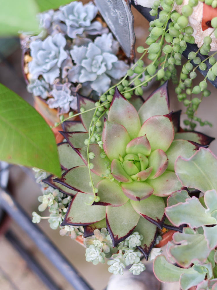 多肉植物の寄せ植え（白雪ミセバヤとエケベリアダークロード）、グリーンネックレス
