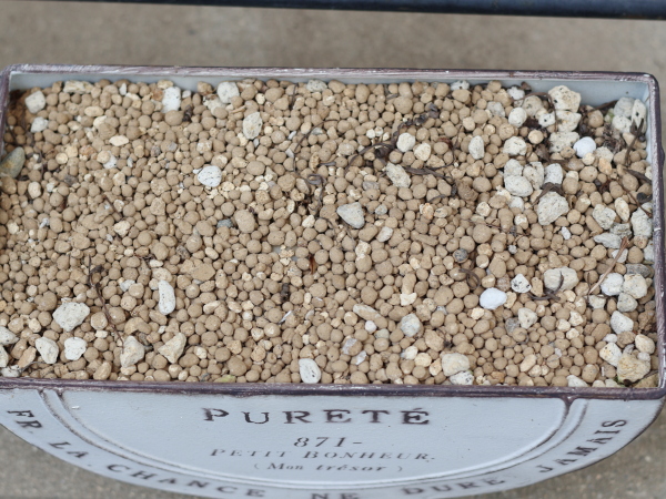 白いブリキ鉢「PURETÉ」に小粒の用土が敷き詰められた状態。アルブカ・コンコルディアナの球根を掘り起こす直前の鉢の様子で、地表からは何も見えていない。