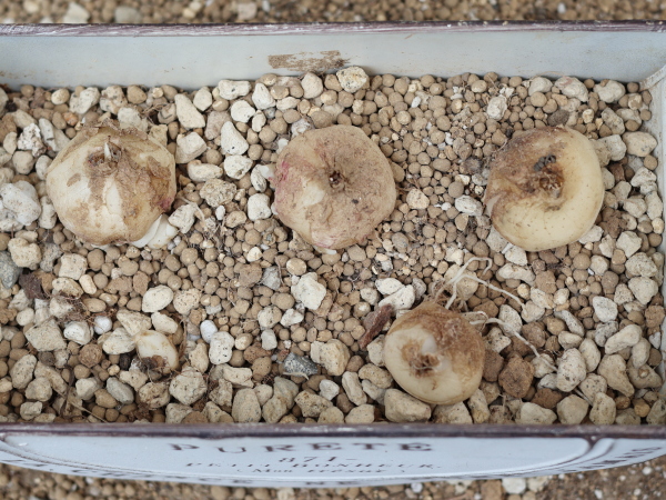 アルブカコンコルディアナの球根の植え付け、オフセット（子球）付きの大きな球根を4つと、1cmくらいの子球1つの合計5つ