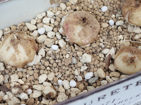 白いブリキ鉢「PURETÉ」の用土に植えられたアルブカ・コンコルディアナの球根が多数見える状態。大小さまざまな球根が鉢全体に広がり、成長して数が増えた様子がわかる。球根は白から薄茶色で、土が付着している。