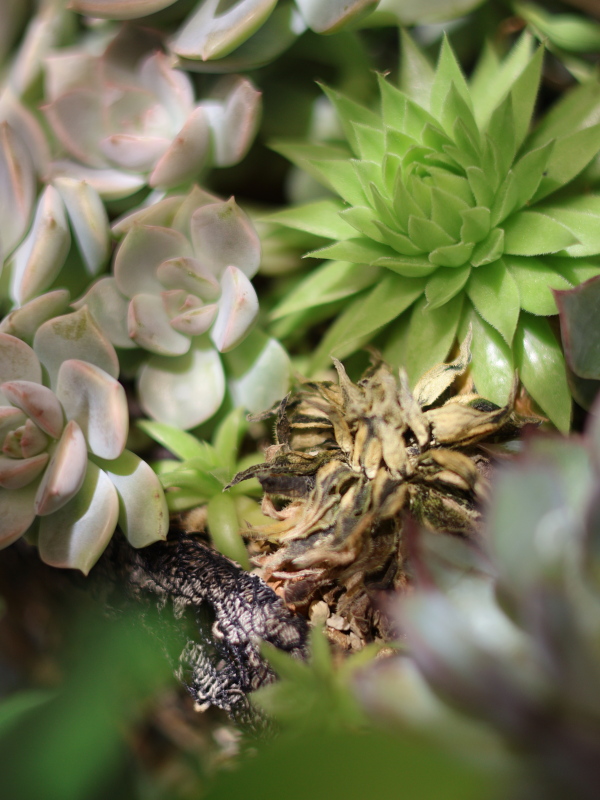 猛暑で一株だけ茶色く枯れてしまった多肉植物「センペルビウム ジョビバルバ」。高温多湿による蒸れが原因で、寄せ植えの中で対照的に元気な株もある様子。