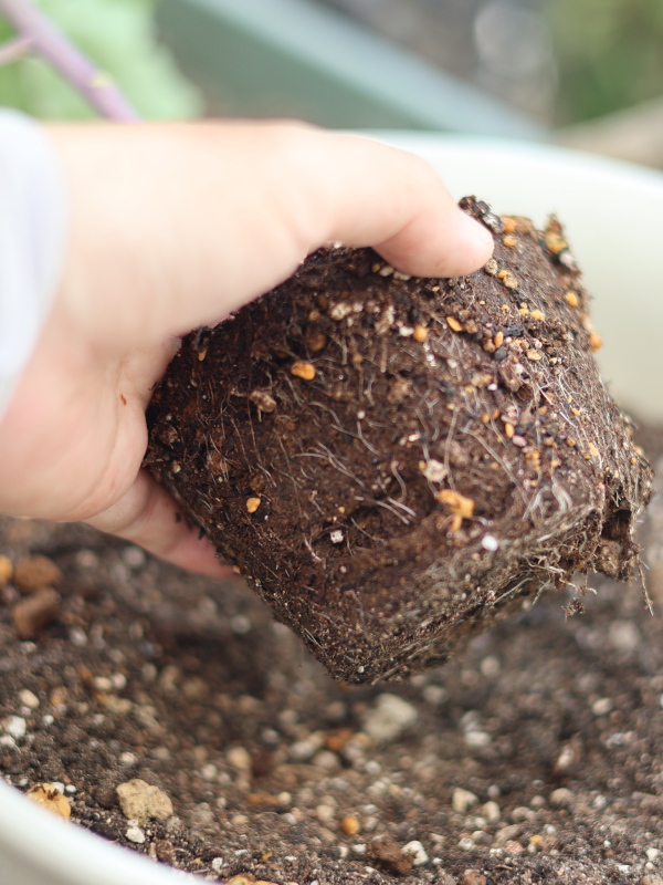 プランターへ植え替えるためにポットから取り出したプチヴェールの苗。白い根が土にびっしりと回った健康的な根鉢（ねばち）の様子が手で持たれて写っている。