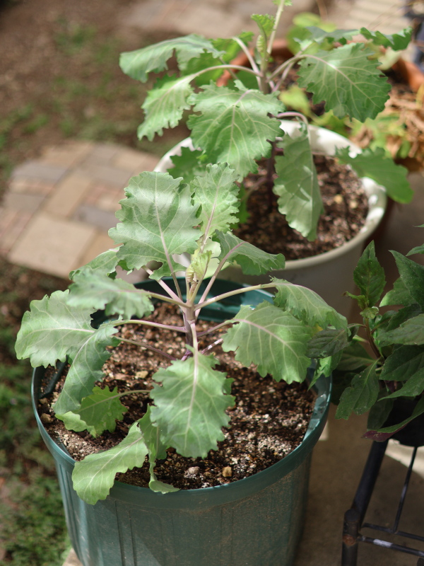 冬の日当たりに合わせて移動できるよう、緑色のスリット鉢に植え付けが完了したプチヴェール・ルージュ。これから収穫期に向けて大きく育っていく様子。