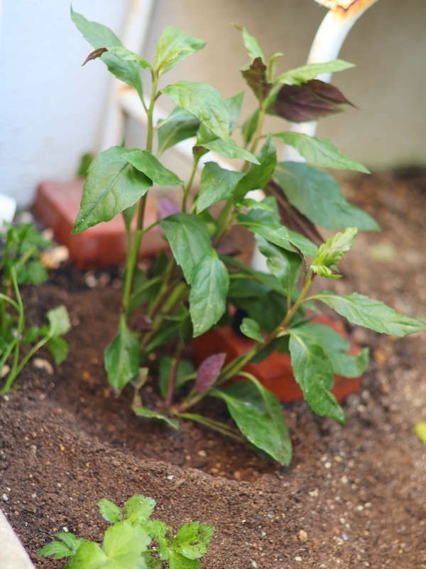 庭のふかふかした土に植え付けが完了した水前寺菜（金時草）。葉の裏や茎に見える特徴的な紫色が、太陽の光を受けて鮮やかに写っている。