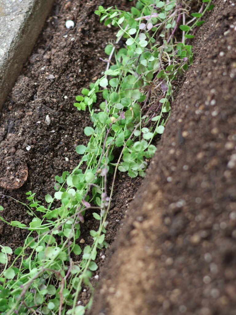 9月中旬、プラティアの株を土の溝に寝かせて埋める、効率的な増やし方の作業風景
