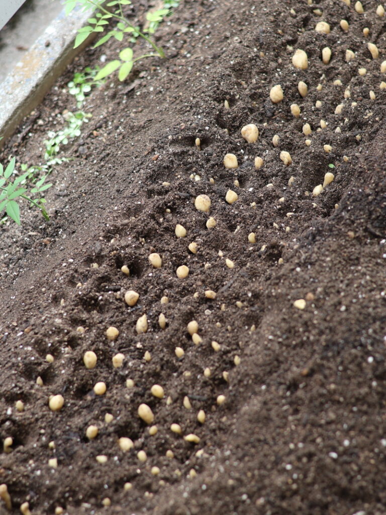 9月に植え付けたシラー・カンパニュラータの球根（280個）