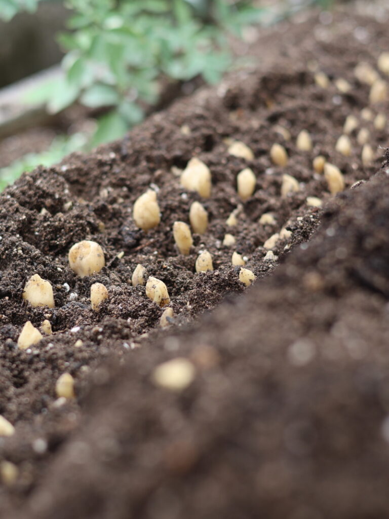 シラー（ヒアシンソイデス）の球根の植え方