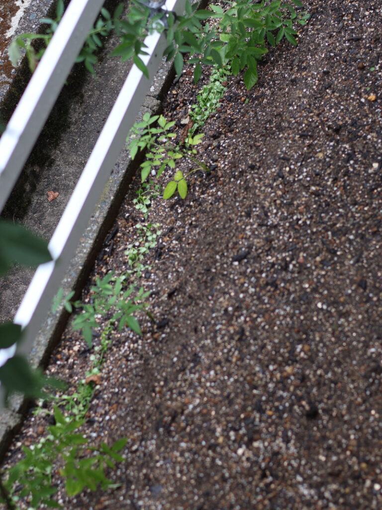 9月中旬、プラティアの株を土の溝に寝かせて埋める、効率的な増やし方の作業風景