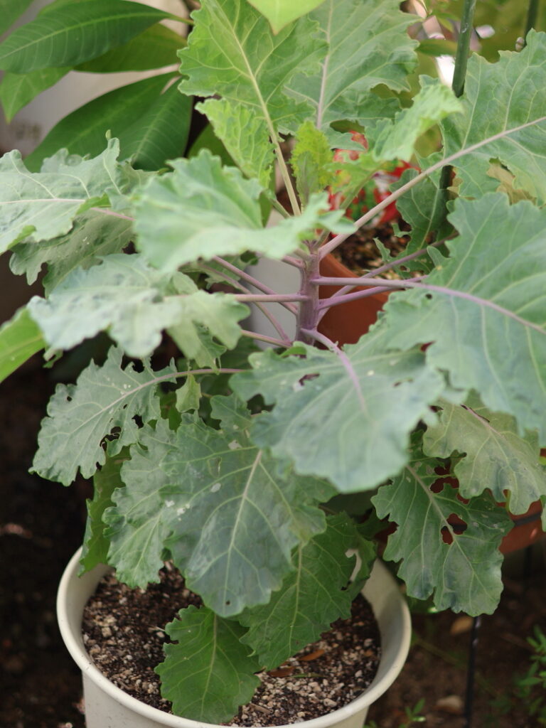 プチヴェールルージュを育てて3週間ほどの様子