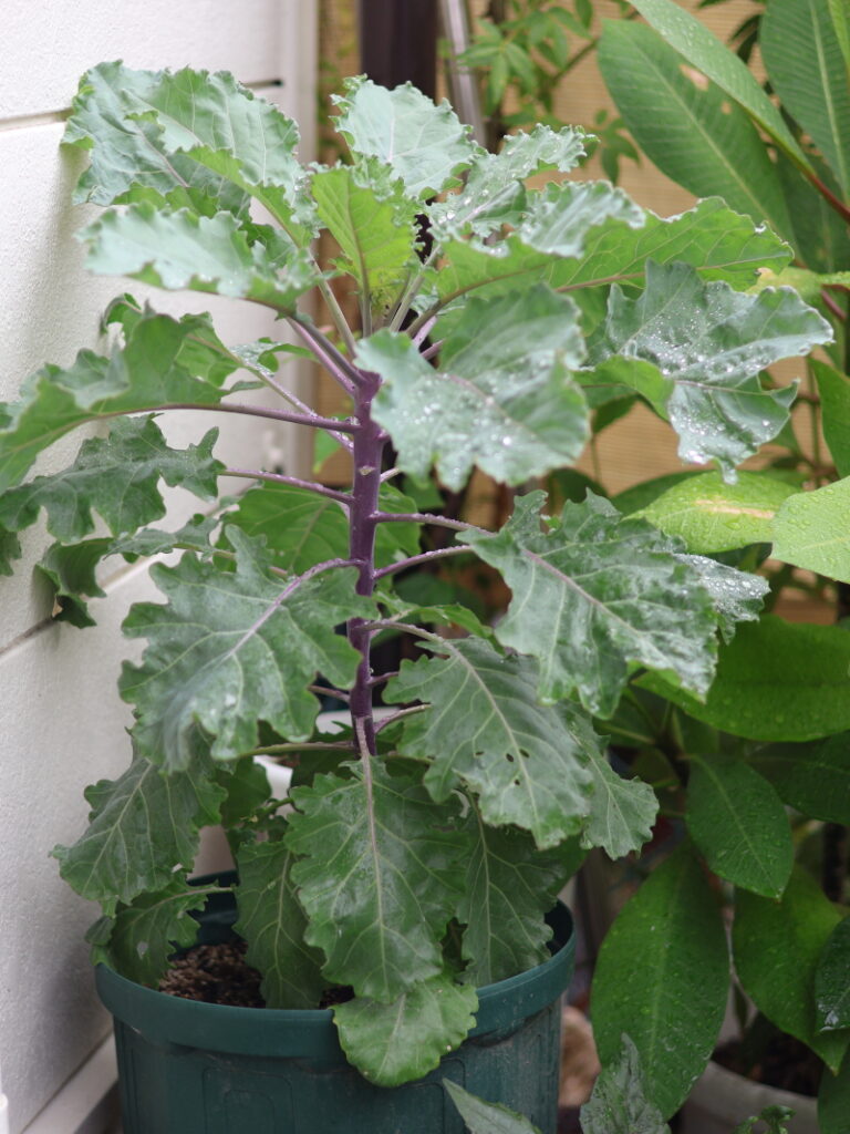 スリット鉢で育てるプチヴェール